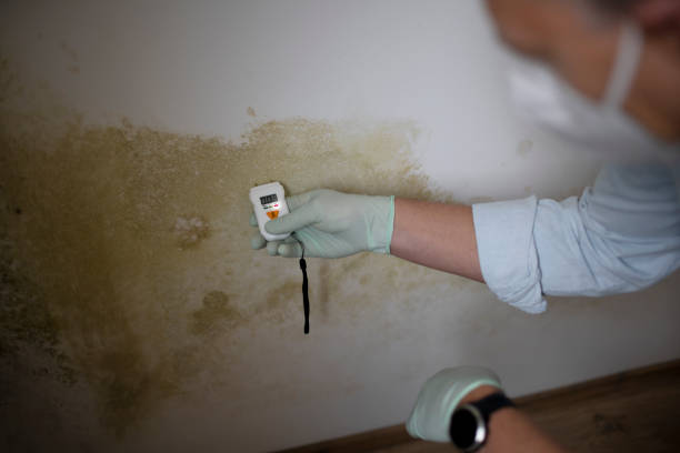 Best Water Damage & Mold Remediation  in Sonoma, CA